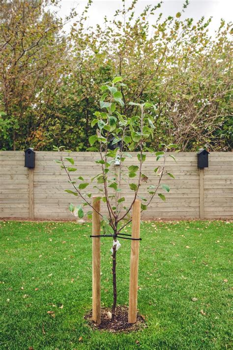 how to stake an apple tree|best way to stake a tree.